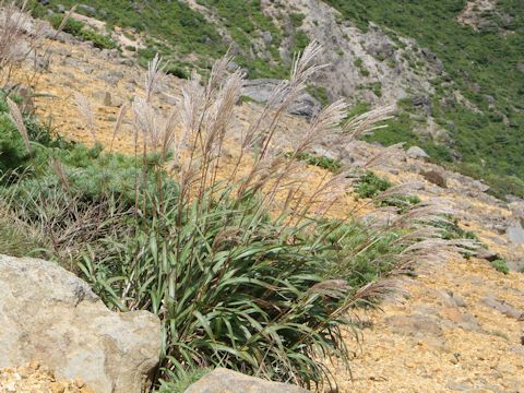 Miscanthus sinensis