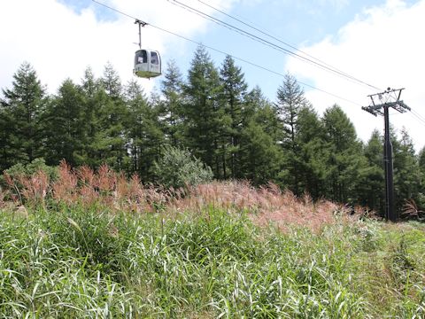 Miscanthus sinensis