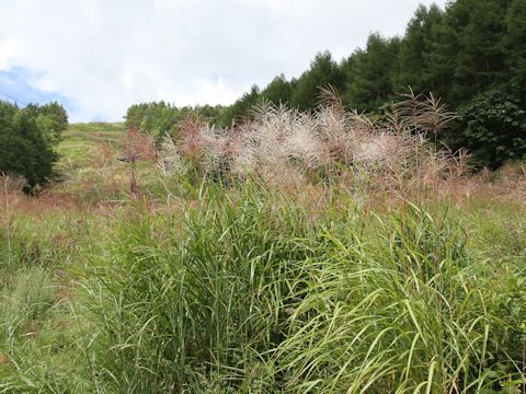 Miscanthus sinensis