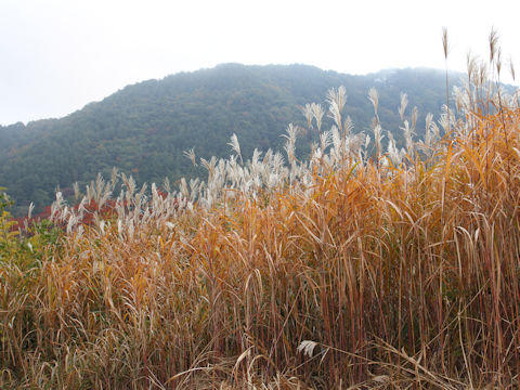 Miscanthus sinensis