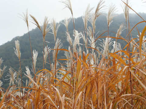 Miscanthus sinensis