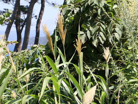 Miscanthus sinensis