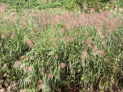 Miscanthus sinensis