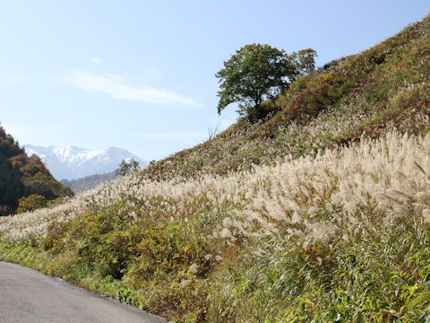 Miscanthus sinensis