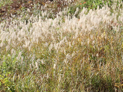 Miscanthus sinensis