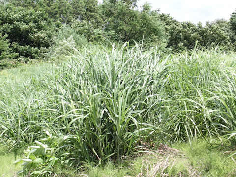 Miscanthus sinensis