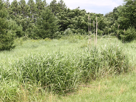 Miscanthus sinensis