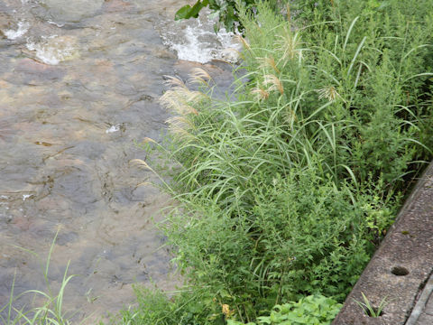 Miscanthus sinensis