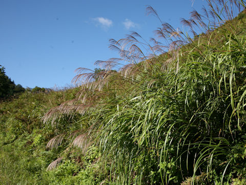 Miscanthus sinensis