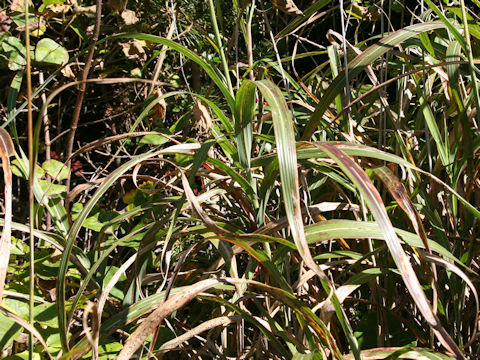 Miscanthus sinensis