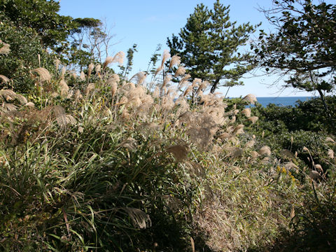 Miscanthus sinensis