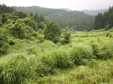 Miscanthus sinensis