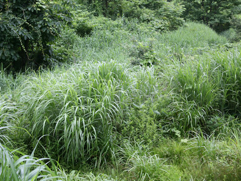 Miscanthus sinensis