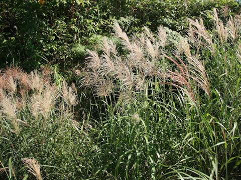 Miscanthus sinensis