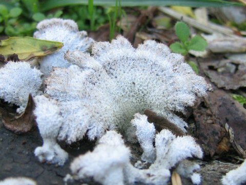 Schizophyllum commune