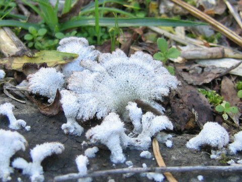 Schizophyllum commune