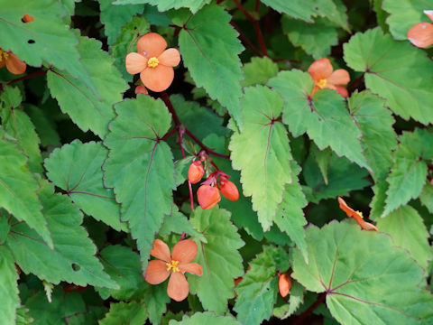 Begonia sutherlandii