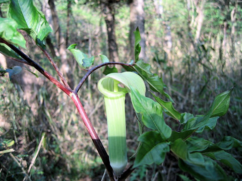 Arisaema yamatense ssp. sugimotoi