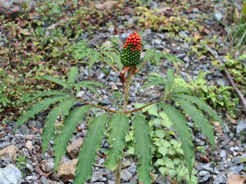 Arisaema yamatense ssp. sugimotoi