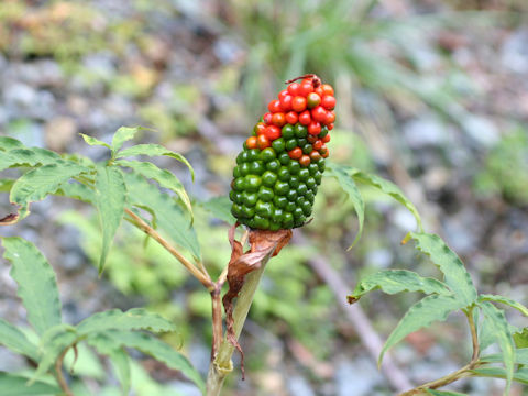 Arisaema yamatense ssp. sugimotoi