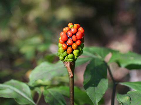 Arisaema yamatense ssp. sugimotoi