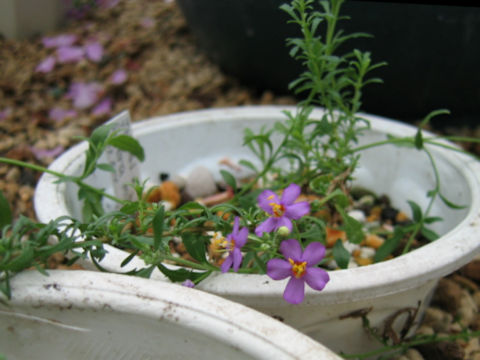 Sutera microphylla