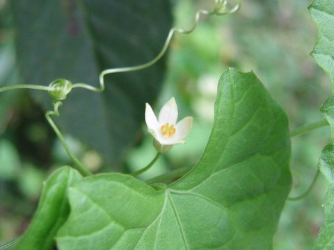 Melothria japonica