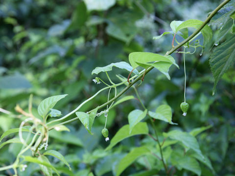 Melothria japonica