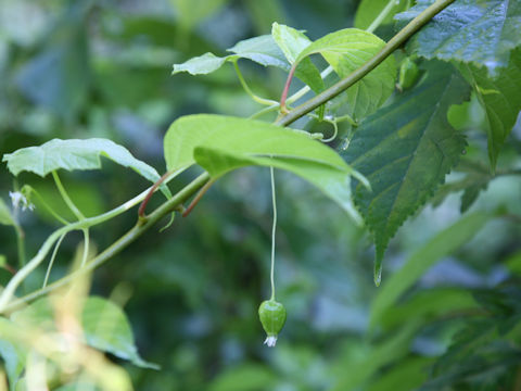 Melothria japonica