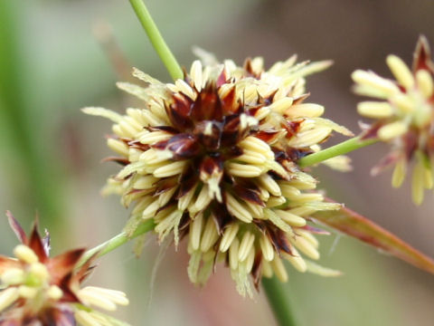 Luzula capitata