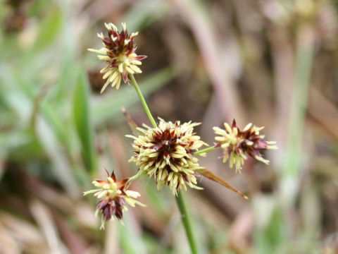 Luzula capitata