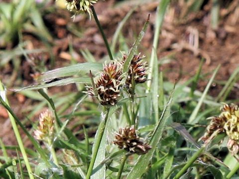 Luzula capitata