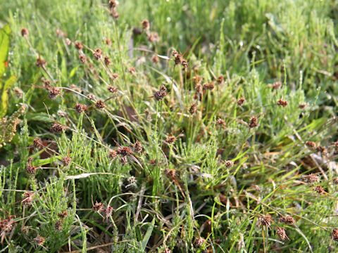 Luzula capitata