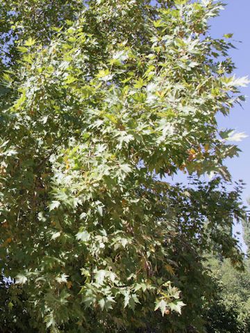 Platanus orientalis