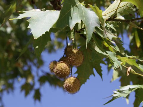 Platanus orientalis