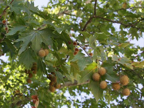 Platanus orientalis