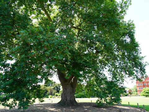 Platanus orientalis