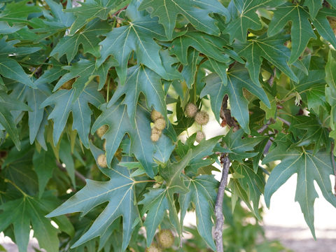 Platanus orientalis