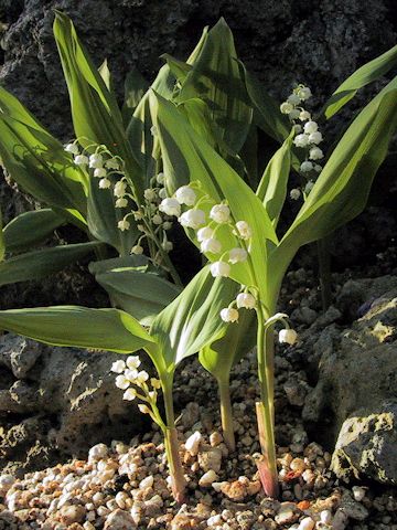 Convallaria majalis var. keiskei