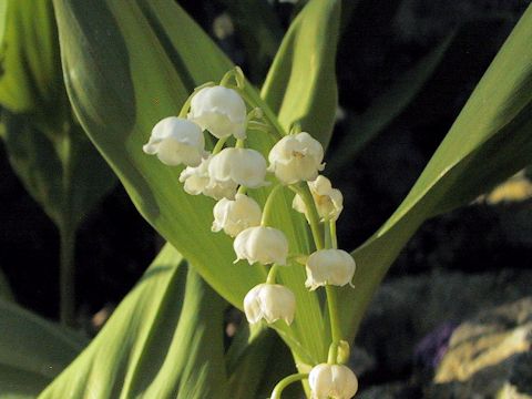 Convallaria majalis var. keiskei