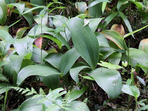 Convallaria majalis var. keiskei