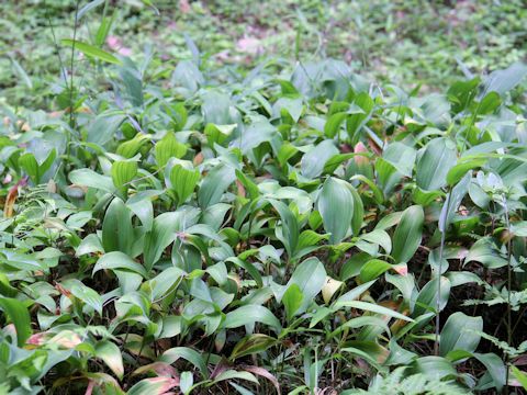 Convallaria majalis var. keiskei