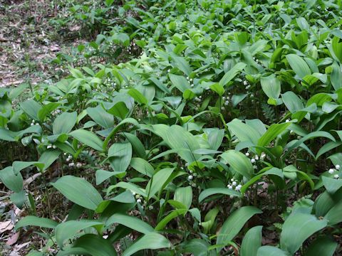 Convallaria majalis var. keiskei