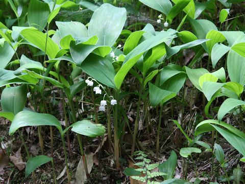 Convallaria majalis var. keiskei