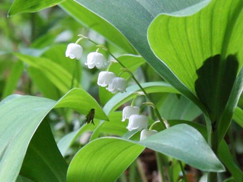 Convallaria majalis var. keiskei