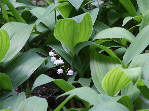 Convallaria majalis var. keiskei