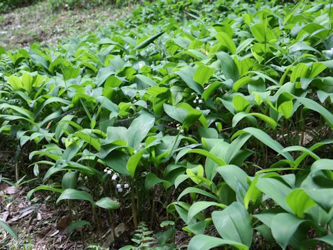 Convallaria majalis var. keiskei