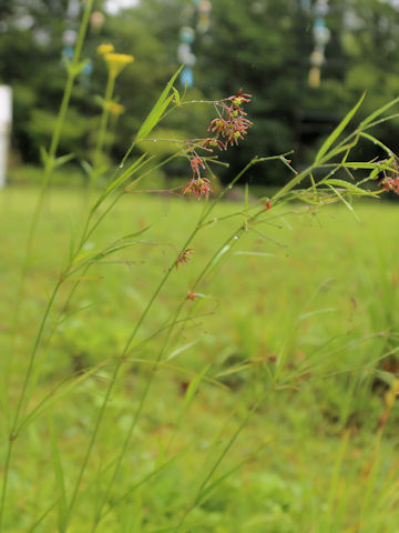 Cynanchum paniculatum
