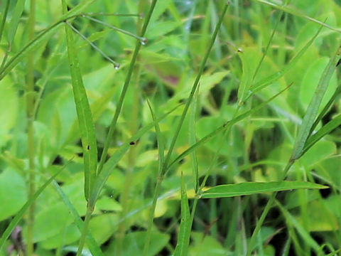 Cynanchum paniculatum