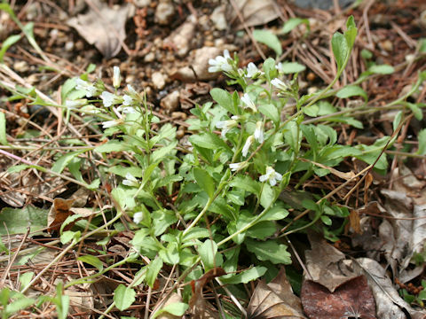 Arabis flagellosa